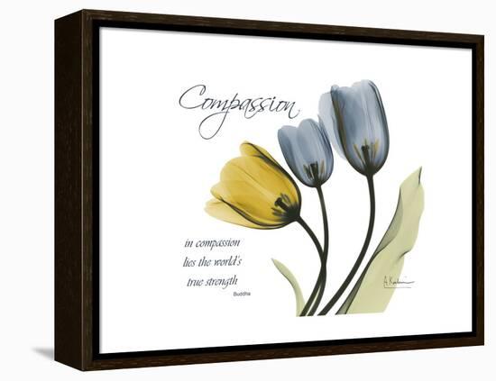 Tulip Compassion-Albert Koetsier-Framed Stretched Canvas