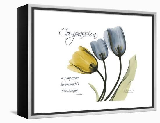 Tulip Compassion-Albert Koetsier-Framed Stretched Canvas