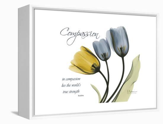 Tulip Compassion-Albert Koetsier-Framed Stretched Canvas