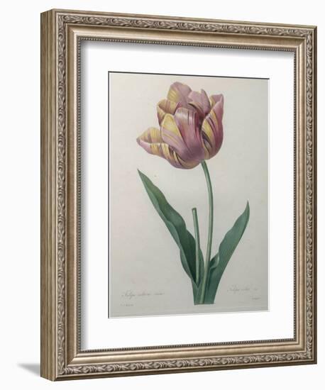 Tulip Cultivar-Pierre-Joseph Redoute-Framed Art Print