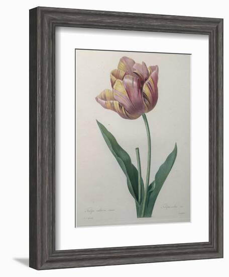 Tulip Cultivar-Pierre-Joseph Redoute-Framed Art Print