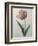 Tulip Cultivar-Pierre-Joseph Redoute-Framed Art Print