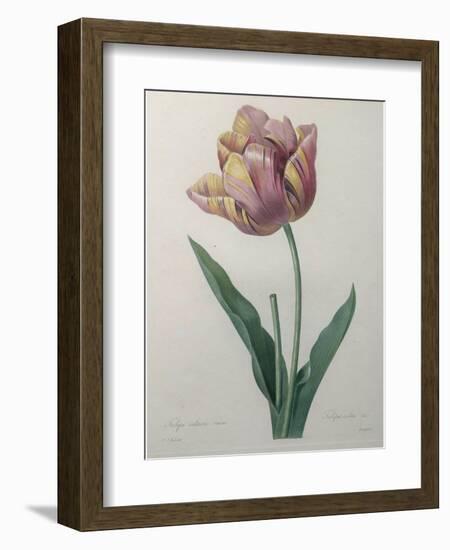 Tulip Cultivar-Pierre-Joseph Redoute-Framed Art Print