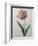 Tulip Cultivar-Pierre-Joseph Redoute-Framed Art Print