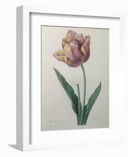 Tulip Cultivar-Pierre-Joseph Redoute-Framed Art Print