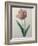 Tulip Cultivar-Pierre-Joseph Redoute-Framed Art Print