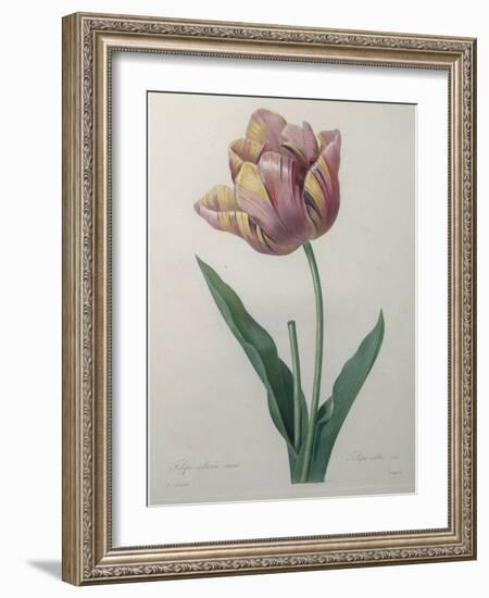 Tulip Cultivar-Pierre-Joseph Redoute-Framed Art Print