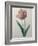 Tulip Cultivar-Pierre-Joseph Redoute-Framed Art Print