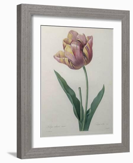 Tulip Cultivar-Pierre-Joseph Redoute-Framed Art Print