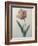 Tulip Cultivar-Pierre-Joseph Redoute-Framed Art Print