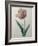 Tulip Cultivar-Pierre-Joseph Redoute-Framed Art Print