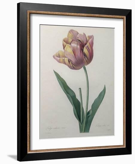 Tulip Cultivar-Pierre-Joseph Redoute-Framed Art Print