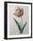 Tulip Cultivar-Pierre-Joseph Redoute-Framed Art Print