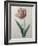 Tulip Cultivar-Pierre-Joseph Redoute-Framed Art Print