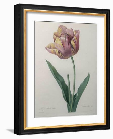 Tulip Cultivar-Pierre-Joseph Redoute-Framed Art Print