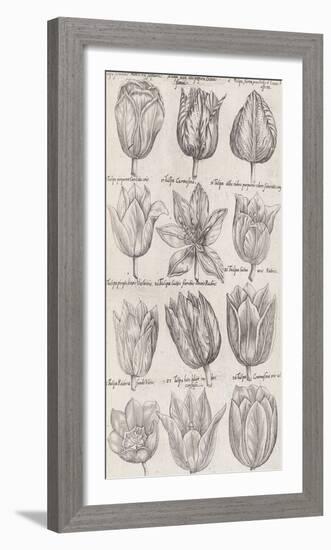 Tulip Cultivars-The Vintage Collection-Framed Giclee Print