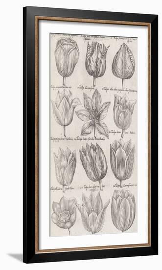 Tulip Cultivars-The Vintage Collection-Framed Giclee Print