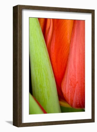 Tulip Detail I-Lee Peterson-Framed Photo