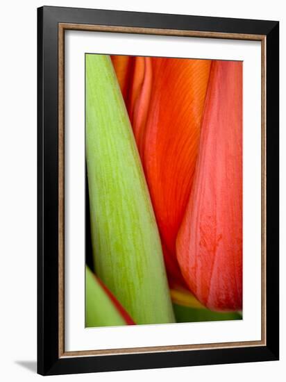 Tulip Detail I-Lee Peterson-Framed Photo