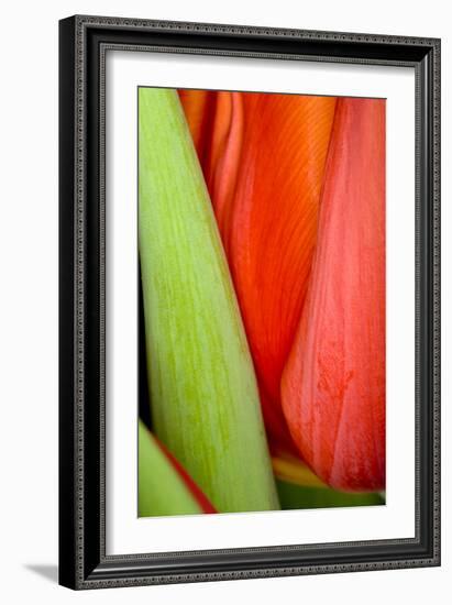 Tulip Detail I-Lee Peterson-Framed Photo