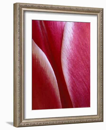 Tulip Detail, Rochester, Michigan, USA-Claudia Adams-Framed Photographic Print