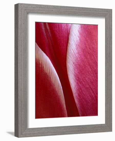 Tulip Detail, Rochester, Michigan, USA-Claudia Adams-Framed Photographic Print