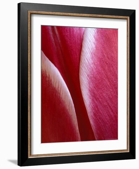 Tulip Detail, Rochester, Michigan, USA-Claudia Adams-Framed Photographic Print