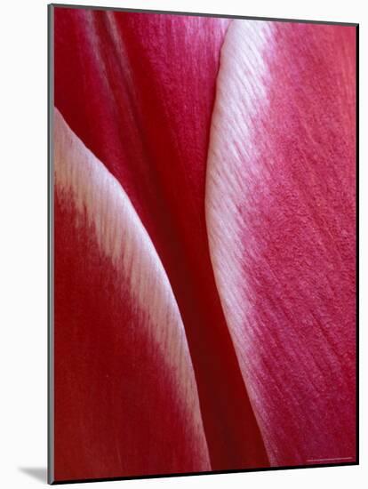 Tulip Detail, Rochester, Michigan, USA-Claudia Adams-Mounted Photographic Print