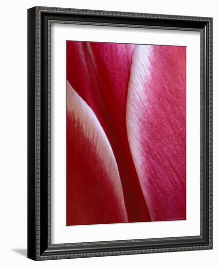 Tulip Detail, Rochester, Michigan, USA-Claudia Adams-Framed Photographic Print