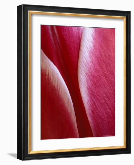 Tulip Detail, Rochester, Michigan, USA-Claudia Adams-Framed Photographic Print