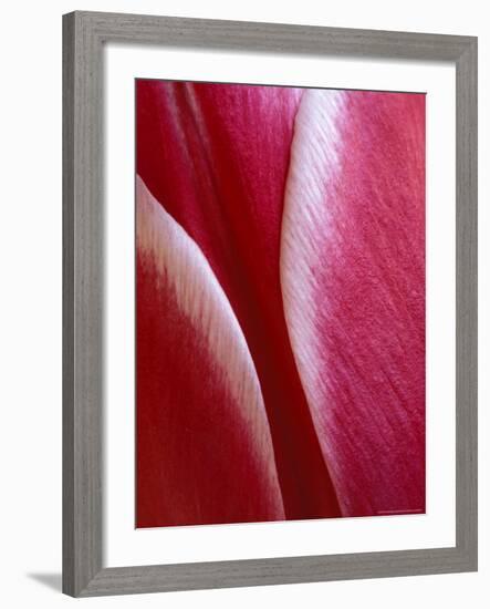 Tulip Detail, Rochester, Michigan, USA-Claudia Adams-Framed Photographic Print