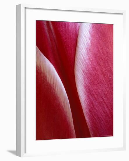 Tulip Detail, Rochester, Michigan, USA-Claudia Adams-Framed Photographic Print
