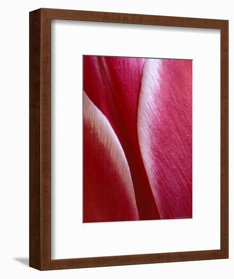 Tulip Detail, Rochester, Michigan, USA-Claudia Adams-Framed Photographic Print