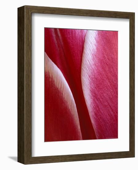 Tulip Detail, Rochester, Michigan, USA-Claudia Adams-Framed Photographic Print