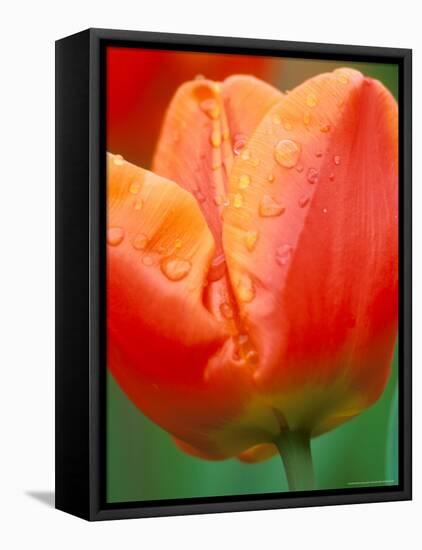 Tulip Detail, Skagit County, Washington, USA-Rob Tilley-Framed Premier Image Canvas