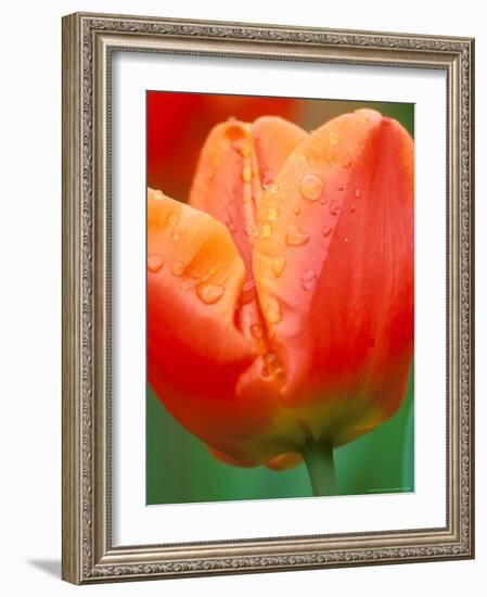 Tulip Detail, Skagit County, Washington, USA-Rob Tilley-Framed Photographic Print