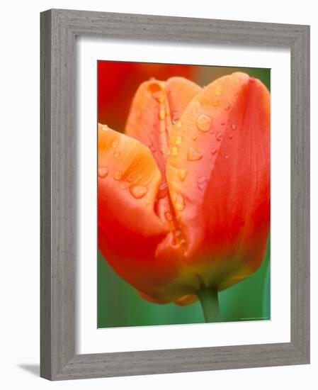 Tulip Detail, Skagit County, Washington, USA-Rob Tilley-Framed Photographic Print