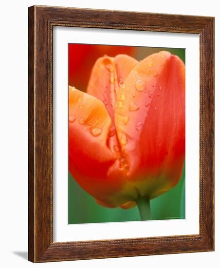 Tulip Detail, Skagit County, Washington, USA-Rob Tilley-Framed Photographic Print