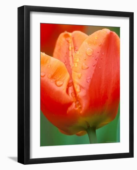 Tulip Detail, Skagit County, Washington, USA-Rob Tilley-Framed Photographic Print