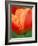 Tulip Detail, Skagit County, Washington, USA-Rob Tilley-Framed Photographic Print