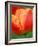 Tulip Detail, Skagit County, Washington, USA-Rob Tilley-Framed Photographic Print