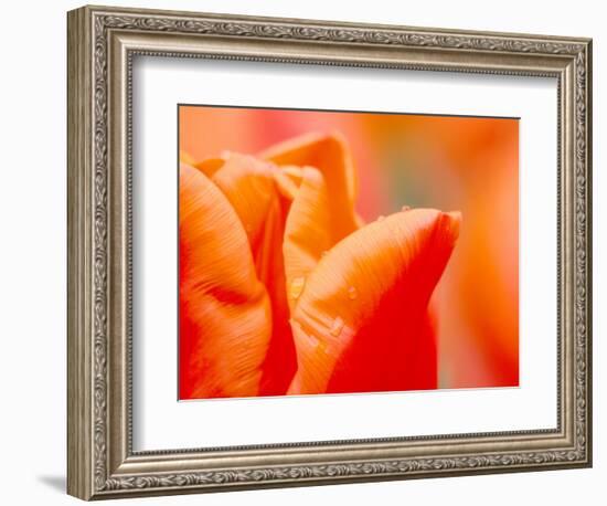 Tulip Detail, Skagit County, Washington, USA-Rob Tilley-Framed Photographic Print