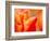 Tulip Detail, Skagit County, Washington, USA-Rob Tilley-Framed Photographic Print