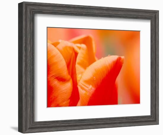 Tulip Detail, Skagit County, Washington, USA-Rob Tilley-Framed Photographic Print