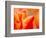 Tulip Detail, Skagit County, Washington, USA-Rob Tilley-Framed Photographic Print