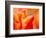 Tulip Detail, Skagit County, Washington, USA-Rob Tilley-Framed Photographic Print