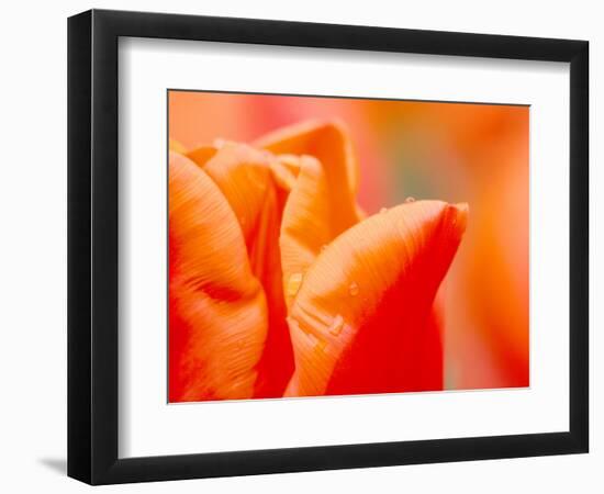 Tulip Detail, Skagit County, Washington, USA-Rob Tilley-Framed Photographic Print