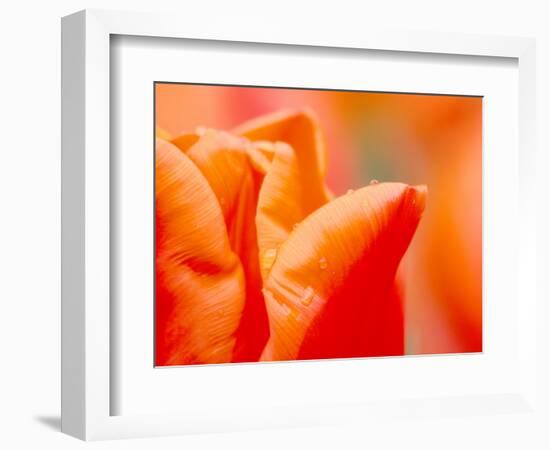 Tulip Detail, Skagit County, Washington, USA-Rob Tilley-Framed Photographic Print