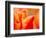 Tulip Detail, Skagit County, Washington, USA-Rob Tilley-Framed Photographic Print