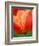 Tulip Detail, Skagit County, Washington, USA-Rob Tilley-Framed Photographic Print